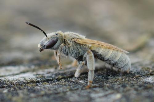 Réf. 269 393 : Seladonia pollinosa